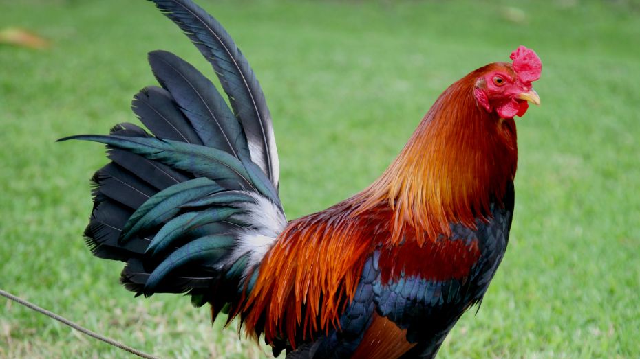 3. Look at the Rooster's Posture and Hand Motions