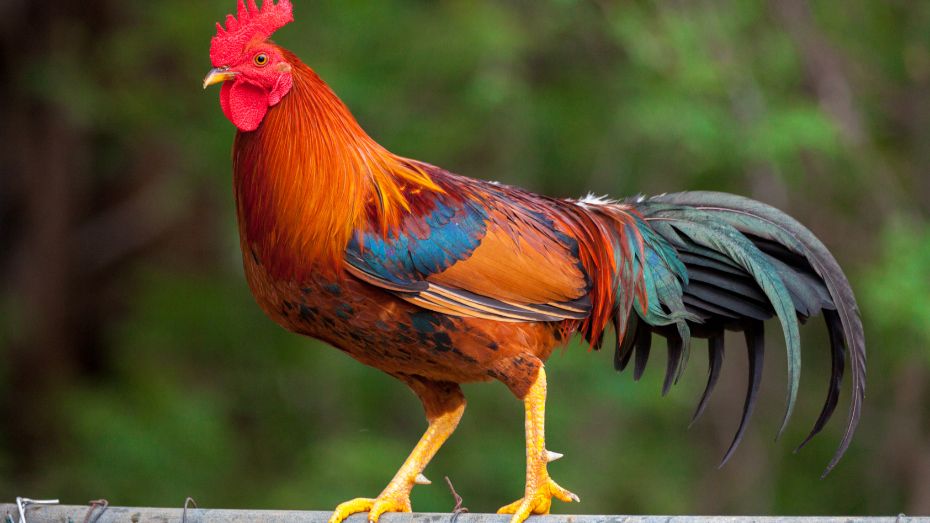 Effective Training Techniques for Fighting Roosters_ Enhancing Performance and Welfare