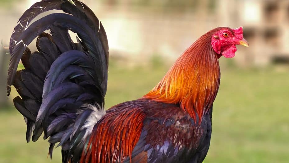 Top Rooster Breeds in Sabong International