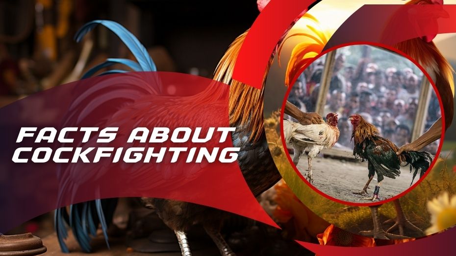 Facts About Cockfighting_ An Ancient Tradition